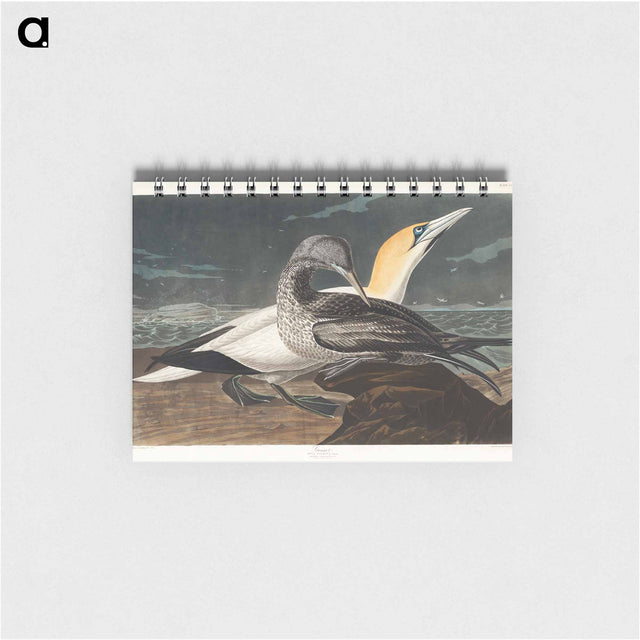 アートメモ帳-Gannet from Birds of America
 - アメリカの鳥たち Memo.