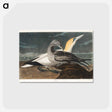 アートポストカード-Gannet from Birds of America
 - アメリカの鳥たち Postcard.