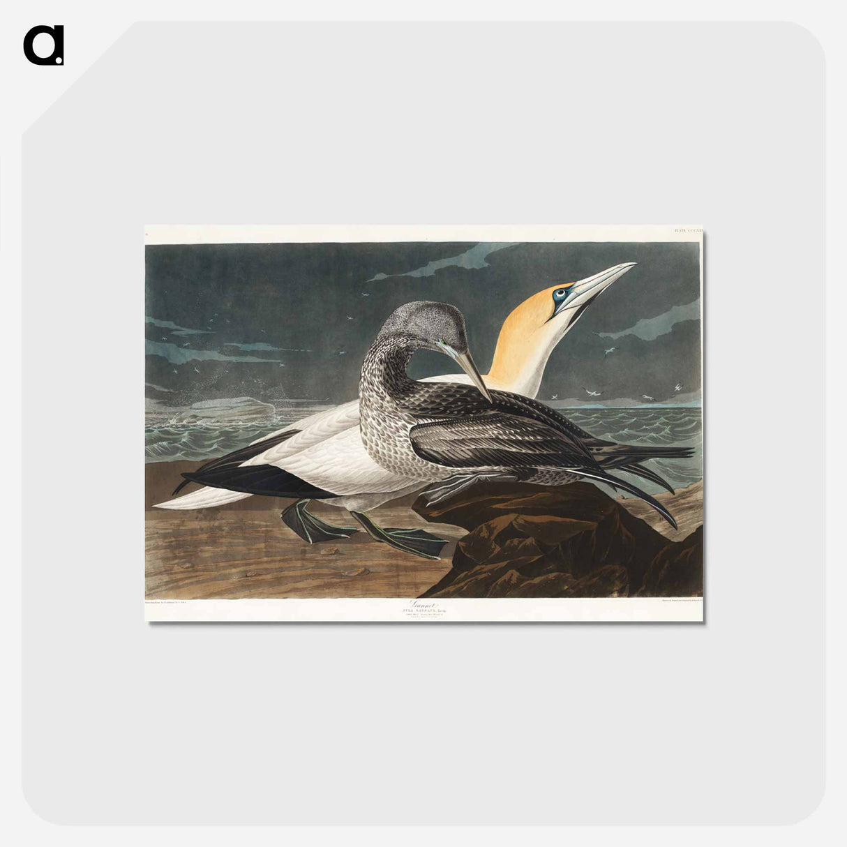 アートポストカード-Gannet from Birds of America
 - アメリカの鳥たち Postcard.