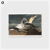 アートポストカード-Gannet from Birds of America
 - アメリカの鳥たち Postcard.