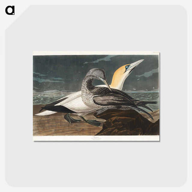 アートポストカード-Gannet from Birds of America
 - アメリカの鳥たち Postcard.