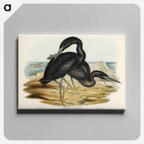 アートパネル-Blue Reef Heron
 - オーストラリアの鳥 Canvas.