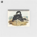 アートメモ帳-Blue Reef Heron
 - オーストラリアの鳥 Memo.