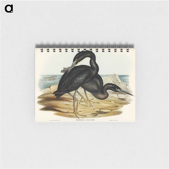 アートメモ帳-Blue Reef Heron
 - オーストラリアの鳥 Memo.