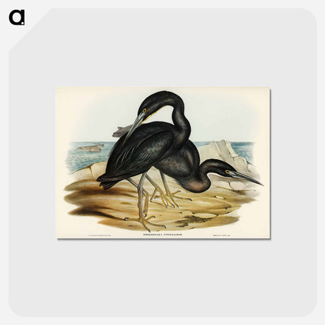 アートポストカード-Blue Reef Heron
 - オーストラリアの鳥 Postcard.