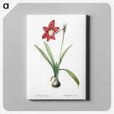 2-79_The-Lilies_canvas