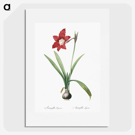 2-79_The-Lilies_picture