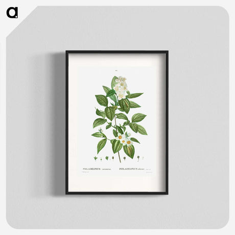 2-79_Treatise-on-Trees-and-Shrubs_blk