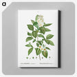 2-79_Treatise-on-Trees-and-Shrubs_canvas