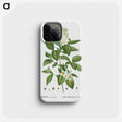 2-79_Treatise-on-Trees-and-Shrubs_phone