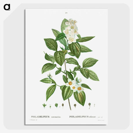2-79_Treatise-on-Trees-and-Shrubs_picture-crop