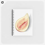 2-79_USDA-Watercolor-Fruit-Painting-Collection_memo