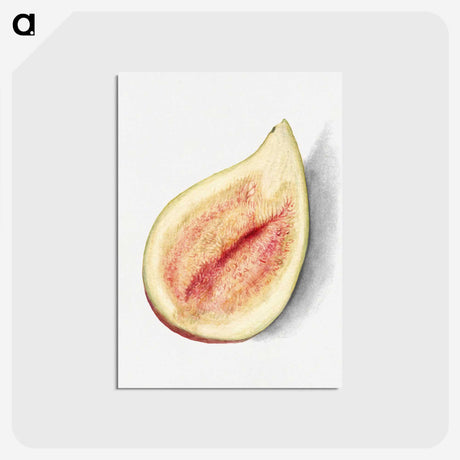 2-79_USDA-Watercolor-Fruit-Painting-Collection_postcard