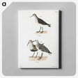 2-79_Zoology-of-New-York_canvas