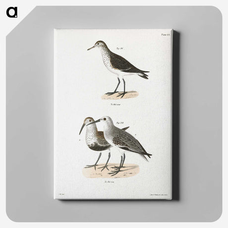 2-79_Zoology-of-New-York_canvas