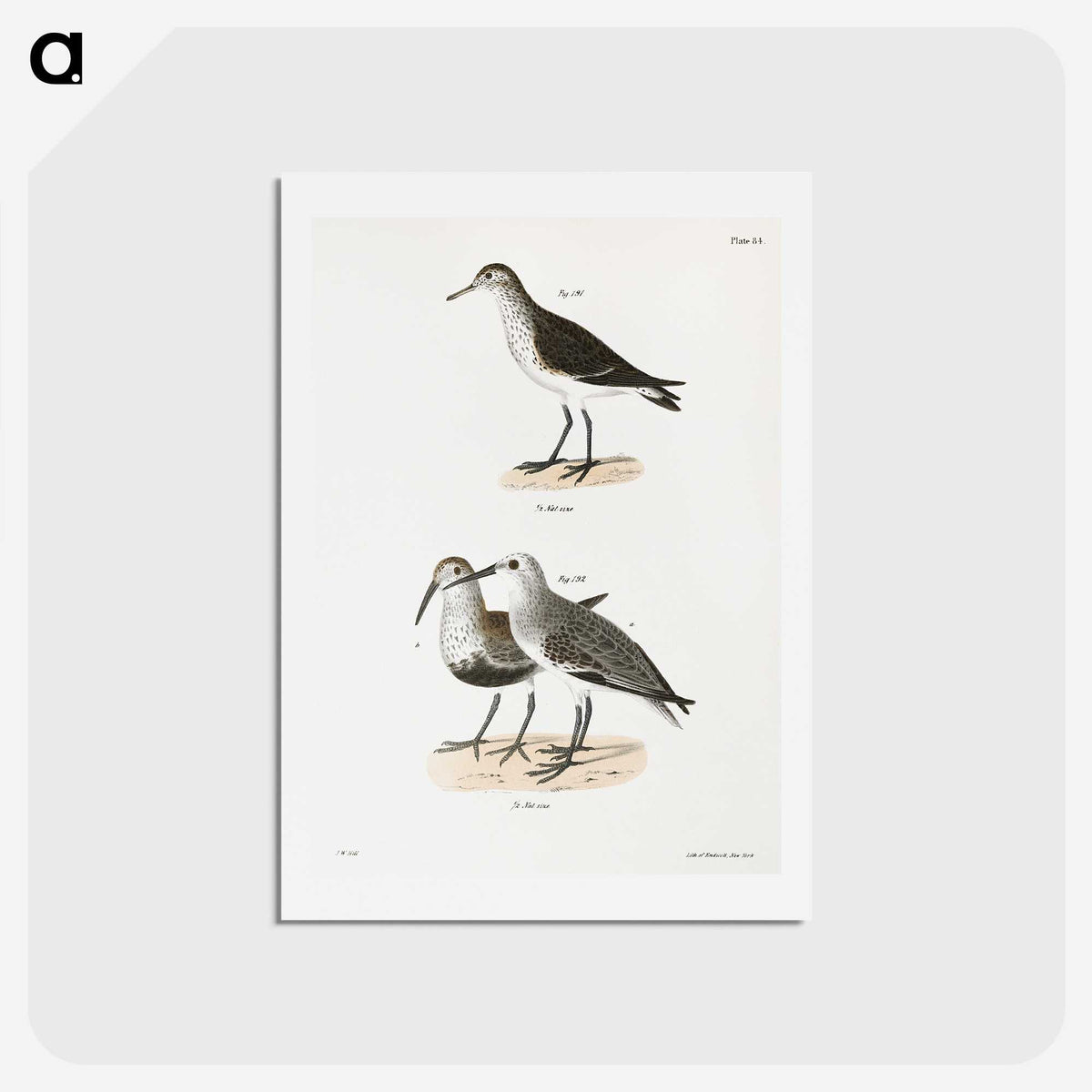 2-79_Zoology-of-New-York_hagaki