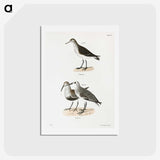 2-79_Zoology-of-New-York_hagaki