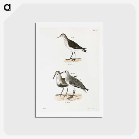 2-79_Zoology-of-New-York_hagaki