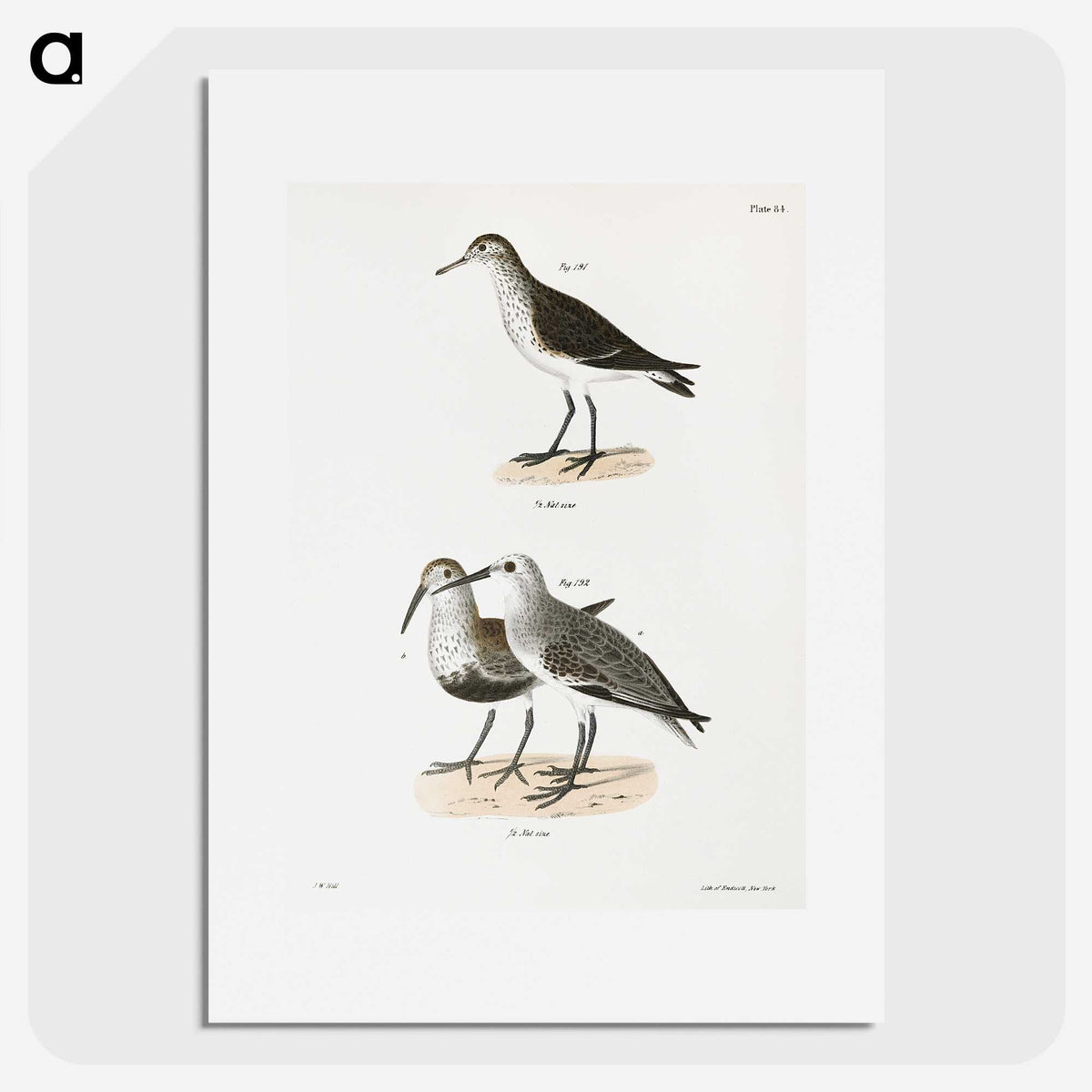 2-79_Zoology-of-New-York_picture