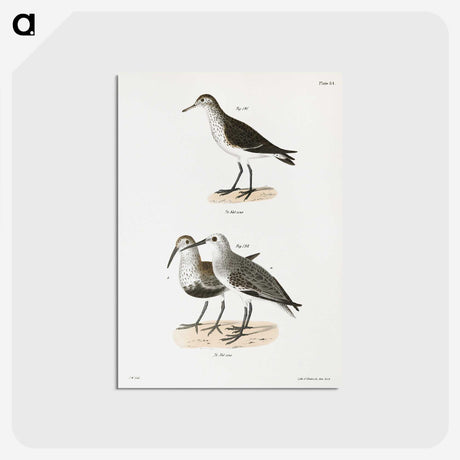 2-79_Zoology-of-New-York_postcard