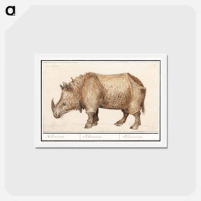 アートポストカード-Indian rhinoceros - アンセルムス ボエティウス デ ブート Postcard.