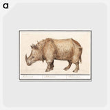 アートポストカード-Indian rhinoceros - アンセルムス ボエティウス デ ブート Postcard.