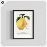 2-7_Botanical-Specimen-Plates_blk