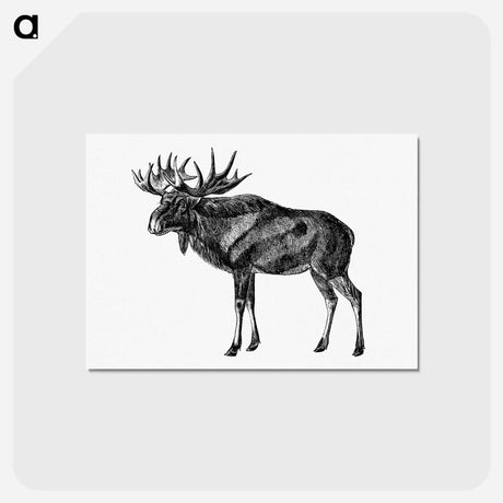 アートポストカード-Scandinavian Elk
 - 大英図書館 Postcard.