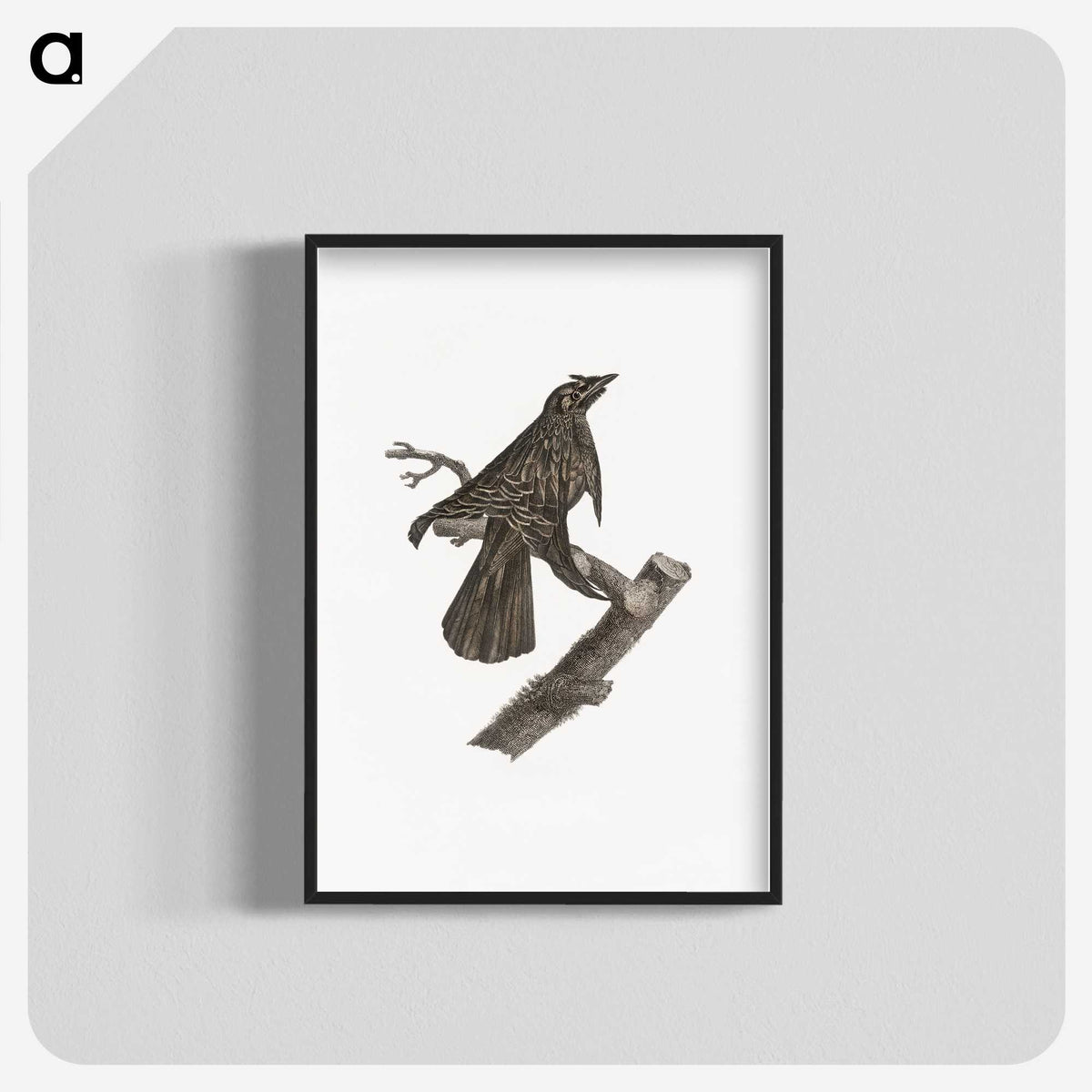 2-7_Des-Oiseaux-de-Paradis_blk-crop