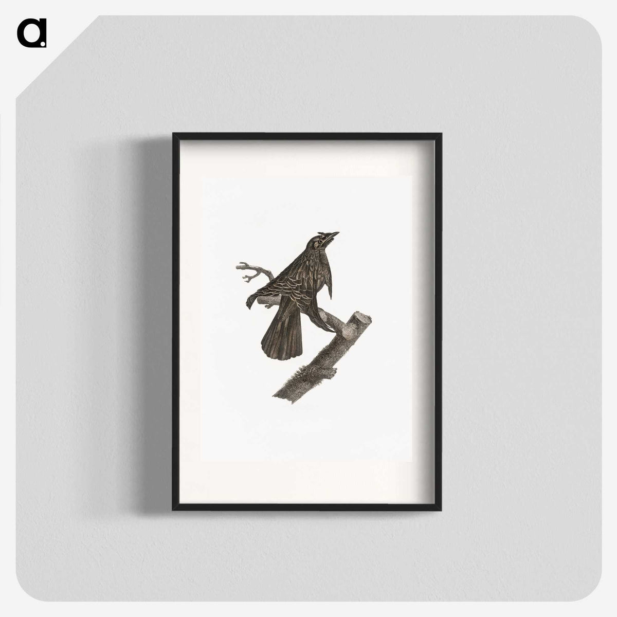 2-7_Des-Oiseaux-de-Paradis_blk