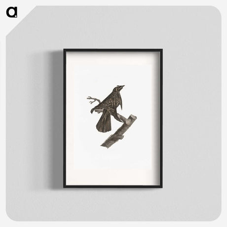 2-7_Des-Oiseaux-de-Paradis_blk