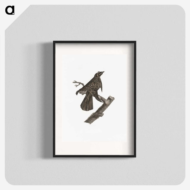 2-7_Des-Oiseaux-de-Paradis_blk