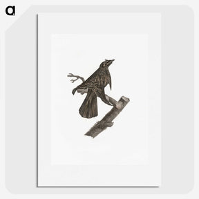2-7_Des-Oiseaux-de-Paradis_picture