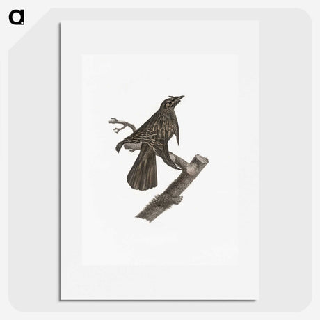 2-7_Des-Oiseaux-de-Paradis_picture