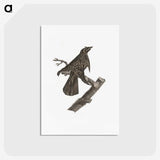 2-7_Des-Oiseaux-de-Paradis_postcard