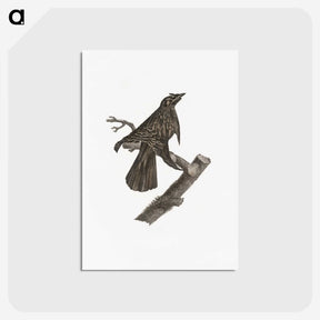 2-7_Des-Oiseaux-de-Paradis_postcard