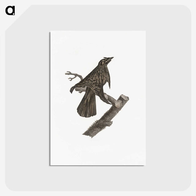 2-7_Des-Oiseaux-de-Paradis_postcard