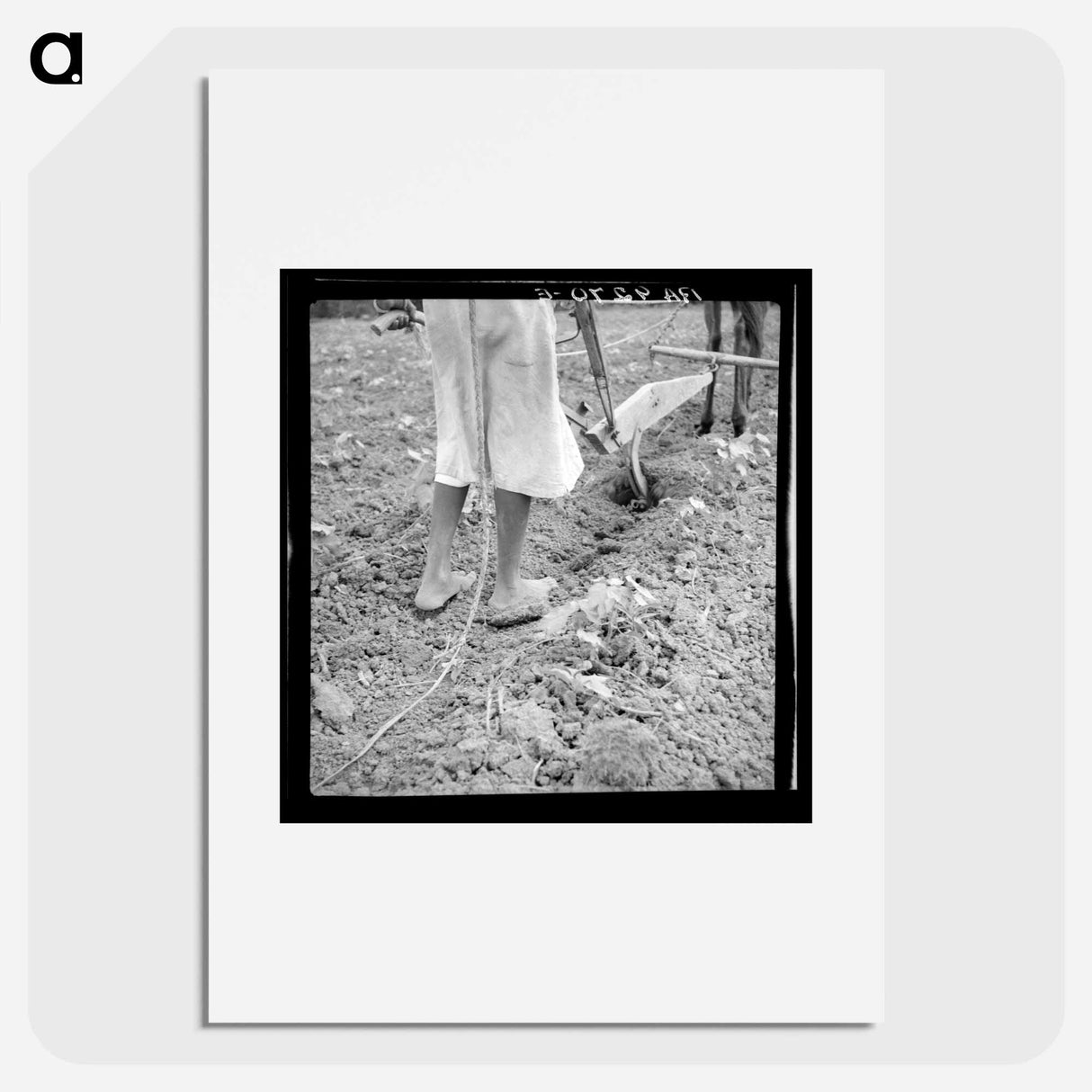 Alabama plow girl - Dorothea Lange Poster.