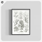 2-7_Ernst-Haeckel_blk-crop