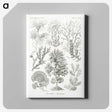2-7_Ernst-Haeckel_canvas