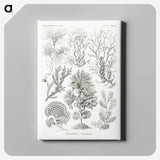 2-7_Ernst-Haeckel_canvas