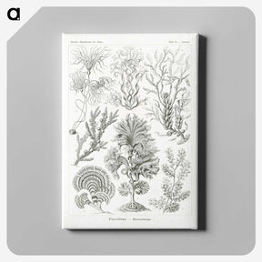 2-7_Ernst-Haeckel_canvas