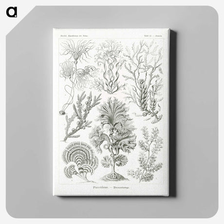 2-7_Ernst-Haeckel_canvas