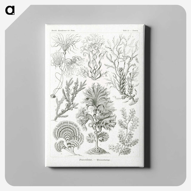 2-7_Ernst-Haeckel_canvas