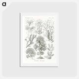 アートポストカード-Fucoideae–Brauntange - エルンスト ヘッケル Postcard.