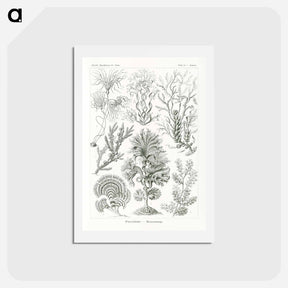 アートポストカード-Fucoideae–Brauntange - エルンスト ヘッケル Postcard.