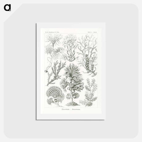 アートポストカード-Fucoideae–Brauntange - エルンスト ヘッケル Postcard.