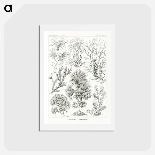アートポストカード-Fucoideae–Brauntange - エルンスト ヘッケル Postcard.