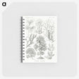 2-7_Ernst-Haeckel_memo