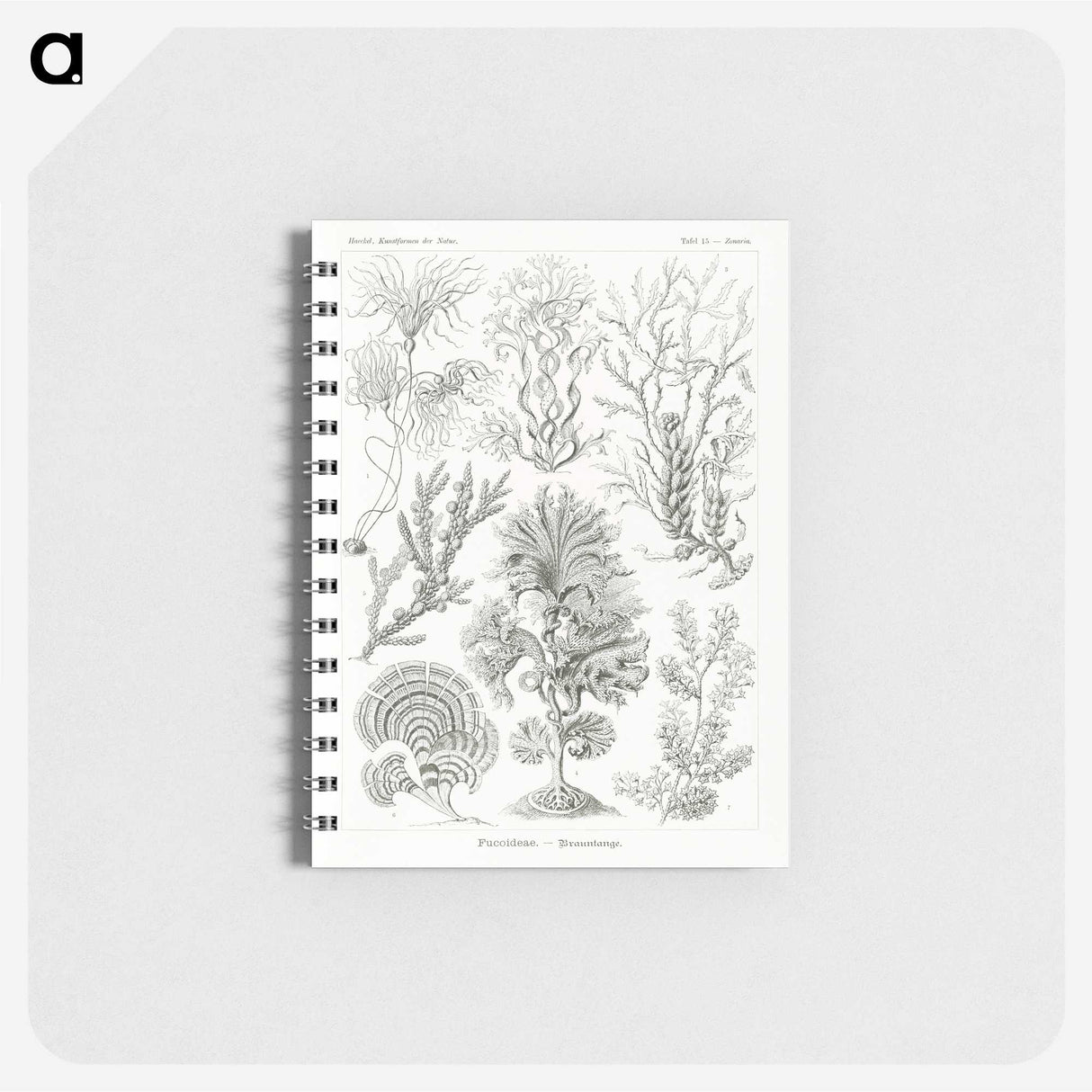 2-7_Ernst-Haeckel_memo